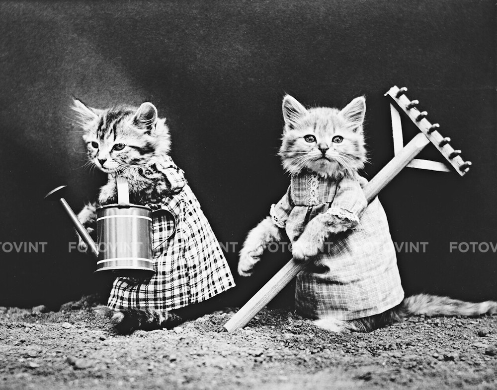 KITTEN CAT Photo Picture VINTAGE Photograph Print Garden Plants 8×10 or 11×14