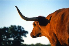 Firecracker Texas Longhorn At Dusk Photo Art Print Poster 24×36 inch