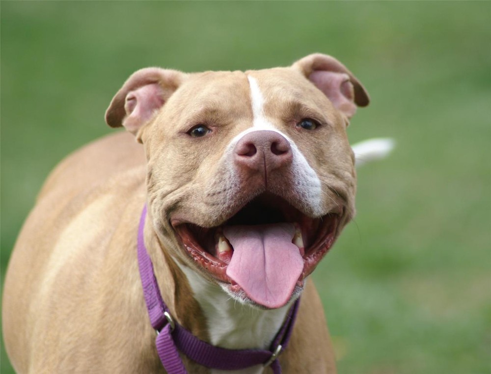 HAPPY PIT BULL GLOSSY POSTER PICTURE PHOTO dog puppy terrier nice pet decor 1658