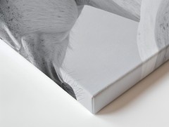 Elegant White Horse Canvasminimalist High-Contrast Horse Portrait Art Wall Art