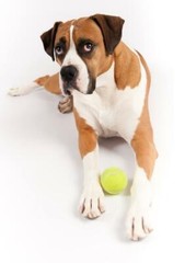 BOXER DOG POSTER PICTURE PHOTO PRINT short haired germany breed woof 4593