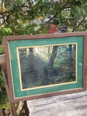 VINTAGE FRAMED NATURE PRINT THE LIMBERLOST SHENANDOAH NATIONAL PARK 27 X 21.25 «