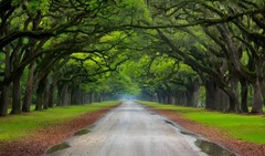 Vtg Savannah Georgia Plantation Rd Wall Art 17x11in Poster Print