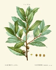 Herbs Spices Kitchen Wall Art Set of 9 Prints Beautiful Botanical Thime Unframed