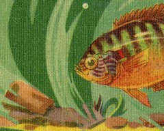 1939 Fresh Water FISH Guide POSTER! (up to 24 x 36) – Fishing – Trout – Vintage