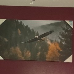 Bald Eagle Flying Over Forest Horizontal Print, Multicolor Animals Nature
