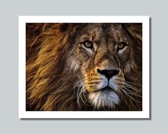 LION Photo Picture AFRICA SAVANNA KING 8×10 11×14 16×20 w/Framed Option (W7)