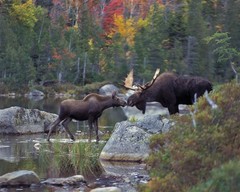 canvas art print giclée – poster – pillow. Kissing Moose. wildlife. apilm