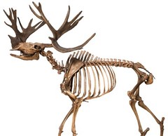 EXTINCT CERVALCES SCOTTI MOOSE GLOSSY POSTER PICTURE PHOTO PRINT BANNER 10081