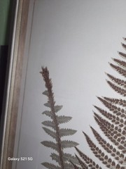 Brown Wood Fern Leaf Framed Wall Art with White Brown Plastic Framed 25.5-in H x