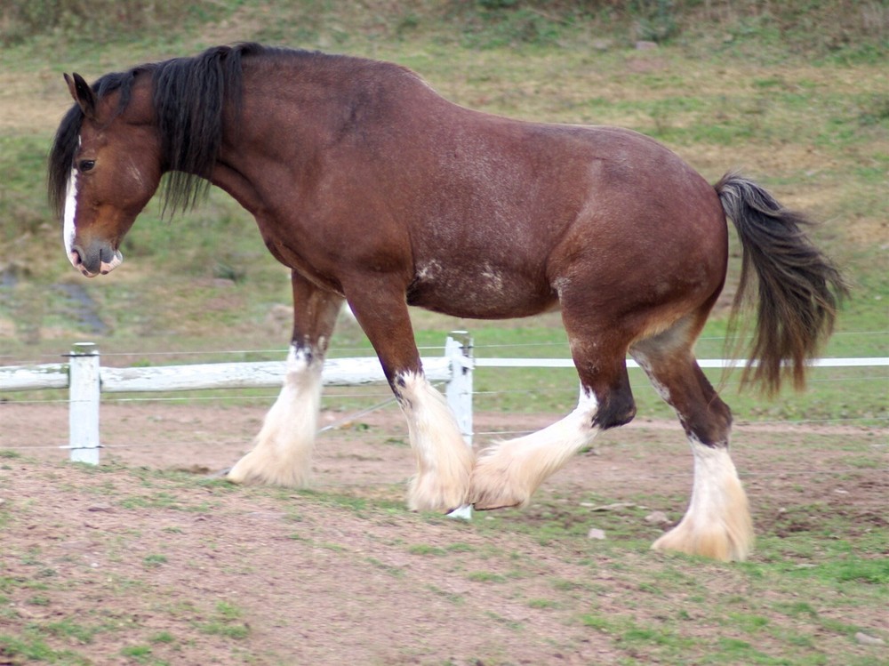 Clydesdale Horse Breed GLOSSY POSTER PICTURE PHOTO PRINT BANNER 12826