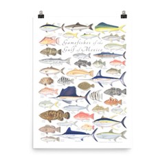 18×24 Gamefishes of the Gulf of Mexico poster – Val Kells Nature Prints