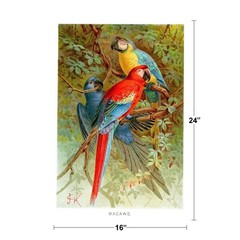 Scarlet Blue Gold Macaws Vintage Illustration Tropical Bluebird Decor Blue Bird