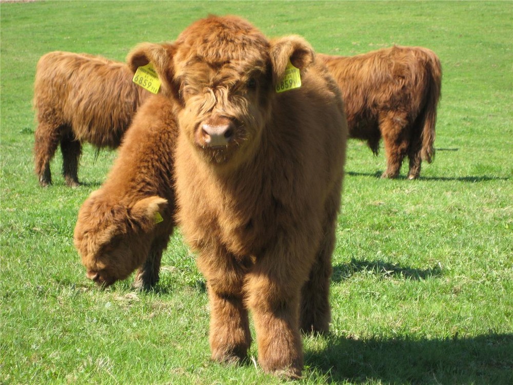 HIGHLAND CATTLE GLOSSY POSTER PICTURE PHOTO PRINT BANNER scottish horns cow 8278