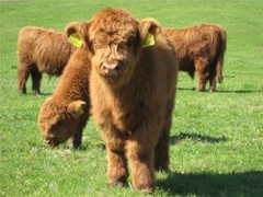 HIGHLAND CATTLE GLOSSY POSTER PICTURE PHOTO PRINT BANNER scottish horns cow 8278