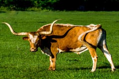 Longhorn Steer in an Open Field Photo Art Print Poster 18×12