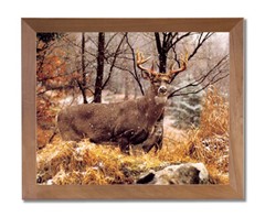 Whitetail Buck Deer And Doe In Snow Outdoor Wall Picture Honey Framed Art Print