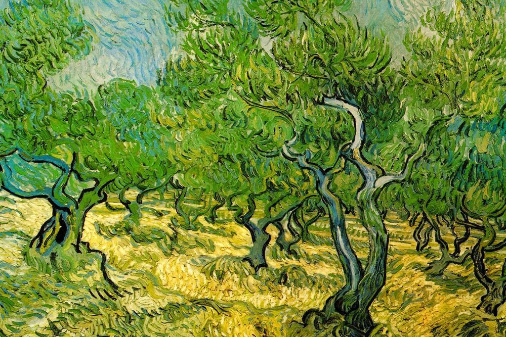 Vincent van Gogh Olive Orchard Cool Wall Decor Art Print Poster 36×24