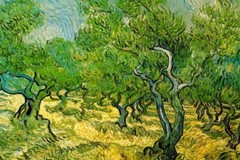 Vincent van Gogh Olive Orchard Cool Wall Decor Art Print Poster 36×24