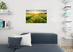 Springtime Rural Farm Landscape With Wheat Field At Sunset Print Poster 36×24