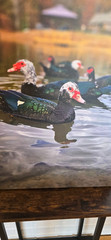 Wall Art Muscovy Duck Portrait Canvas Original Photography Print – 16×24