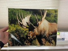 Bull Moose Wildlife Photo Print 14 X 11