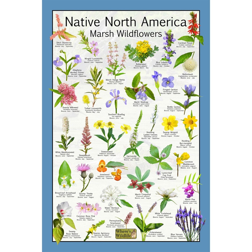 Native North America Marsh Wildflowers / Wetland Flower Identification Poster