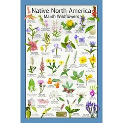 Native North America Marsh Wildflowers / Wetland Flower Identification Poster
