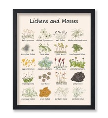 Lichens & Mosses Poster – Educational Print – Learning Materials Art – Botani…