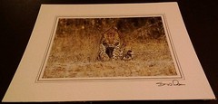 Leopard Stalking Animal Photo Print 8×10 New Matted Wall Art HQ Gift Sealed