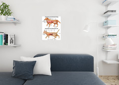 Anatomy Of Domestic Dog And Cat Educational Chart Animal Biology Science Classro