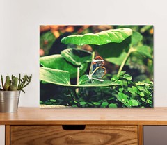 Butterfly Leaf Field 5mm thick Plastic Poster Ready to Hang 60x45cm