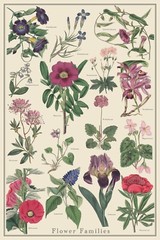 Flower Families 1 vintage-style 24×36 plant identification scientific poster
