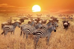 Zebra at Sunset Serengeti National Park Tanzania Africa Photo Poster 36×24