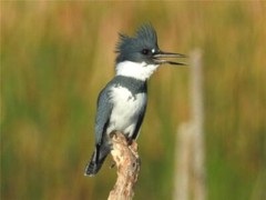 BELTED KINGFISHER MALE BIRD GLOSSY POSTER PICTURE PHOTO BANNER PRINT 9263