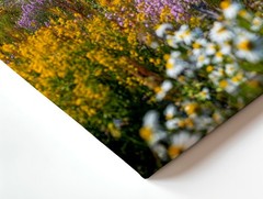 Wall Art Coastal Cottage Ocean View Wildflower Meadow Landscape Print Decor