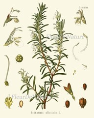 Herbs Spices Prints Wall Art Set 6 Beautiful Botanical Kitchen Dining Unframed