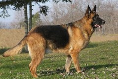 GERMAN SHEPHERD DOG POSTER PICTURE PHOTO PRINT germany alastian police work 4704