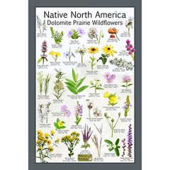 Native North America Dolomite Prairie Wildflowers Flower Identification Poster