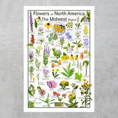 Midwest Wildflowers Poster – 42 Common Native Wildflowers of The Midwest Region