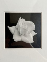 Framed Black & White Rose Print | Elegant Floral Wall Art | Ready to Hang