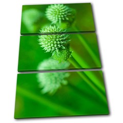 Plant Nature Natural Organic Floral Flower Canvas Artwork Picture Print Photo