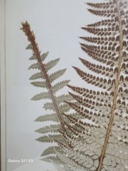 Brown Wood Fern Leaf Framed Wall Art with White Brown Plastic Framed 25.5-in H x