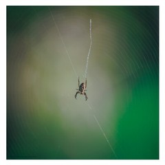 New Picture of an Australian Spider in Nature 16″ x 16″ Poster