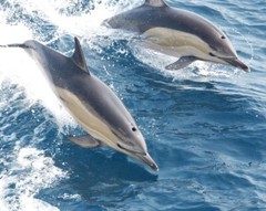 Nature TWO DOLPHINS Glossy 8×10 Photo Ocean Print Wall Art Poster Mammals