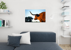 Firecracker Texas Longhorn At Dusk Photo Art Print Poster 24×36 inch