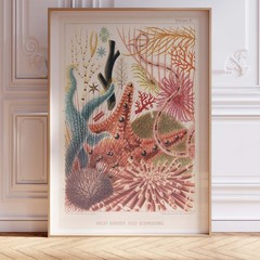 Great Barrier Reef Echinoderms Sea Life Poster Wall Art Print Decor Vintage