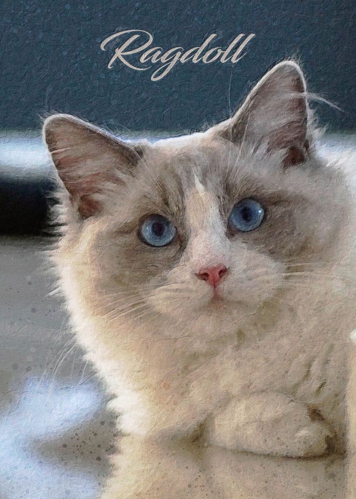 Ragdoll Cat PREMIUM POSTER FILM PRINT HIGH QUALITY Thick paper