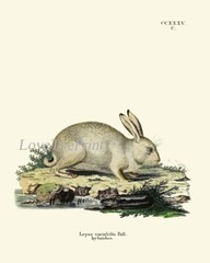 Rabbit Bunny Animal Pet Wall Art Set of 9 Prints Beautiful Antique Unframed