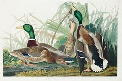 12118.Poster print or Canvas wall decor interior art design.Audubon Mallard Duck